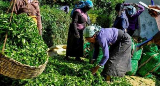 Tea cultivators in crisis due to fertilizer shortage